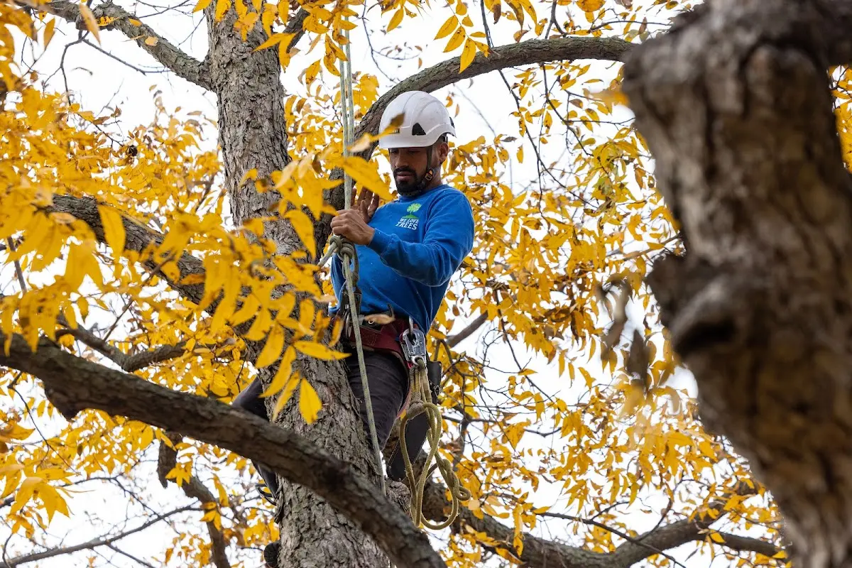 Skilled Tree Planing crew working in Havana