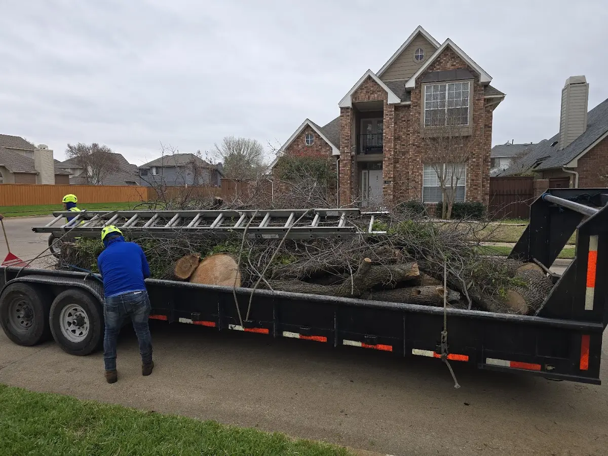 Expert Tree Pest Control with proper safety equipment in Havana
